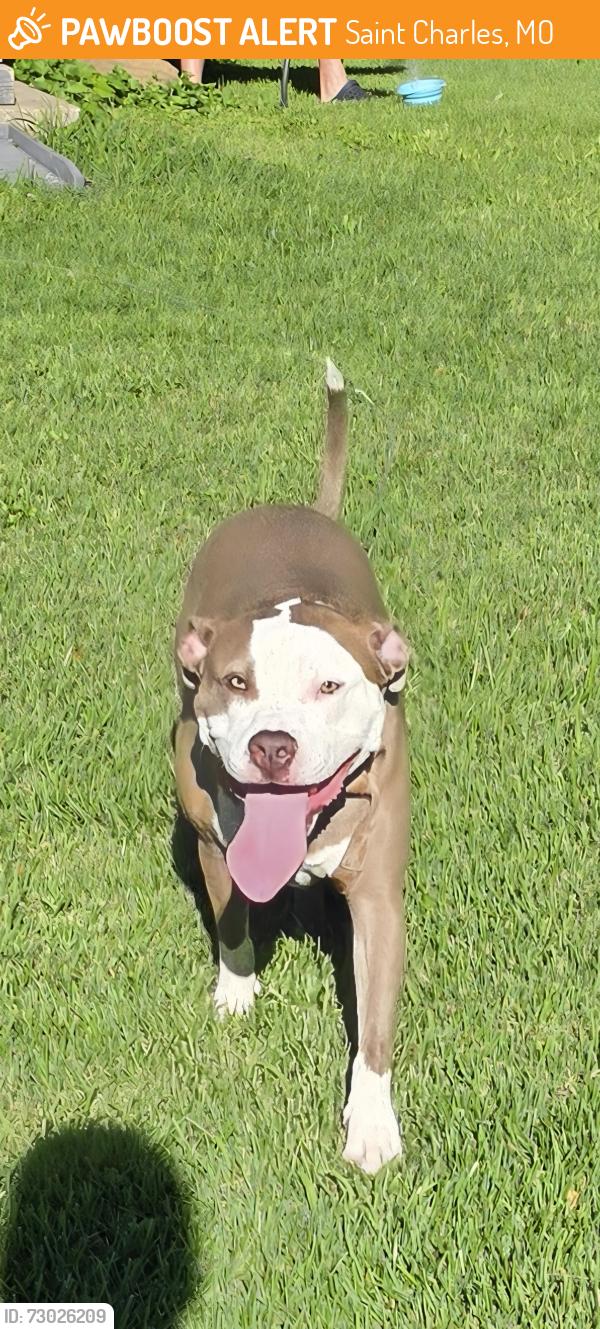 Found/Stray Female Dog last seen Running through the neighborhood of Park Charles South, Saint Charles, MO 63304