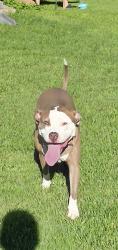 Found/Stray Female Dog last seen Running through the neighborhood of Park Charles South, Saint Charles, MO 63304
