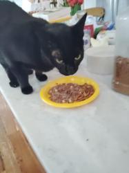 Lost Male Cat last seen Tarpon ave, Tarpon Springs, FL 34689