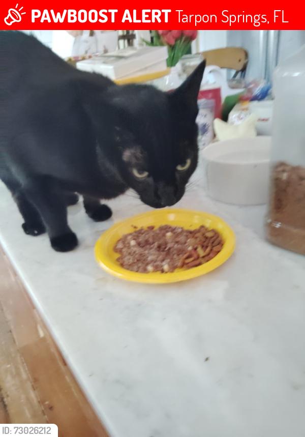 Lost Male Cat last seen Tarpon ave, Tarpon Springs, FL 34689