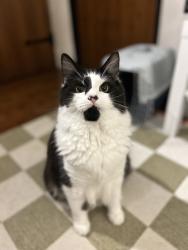 Lost Male Cat last seen Near the doctors., Melton Constable, England NR24 2DQ