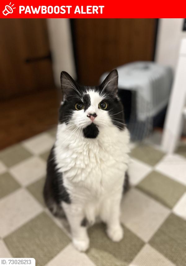 Lost Male Cat last seen Near the doctors., Melton Constable, England NR24 2DQ