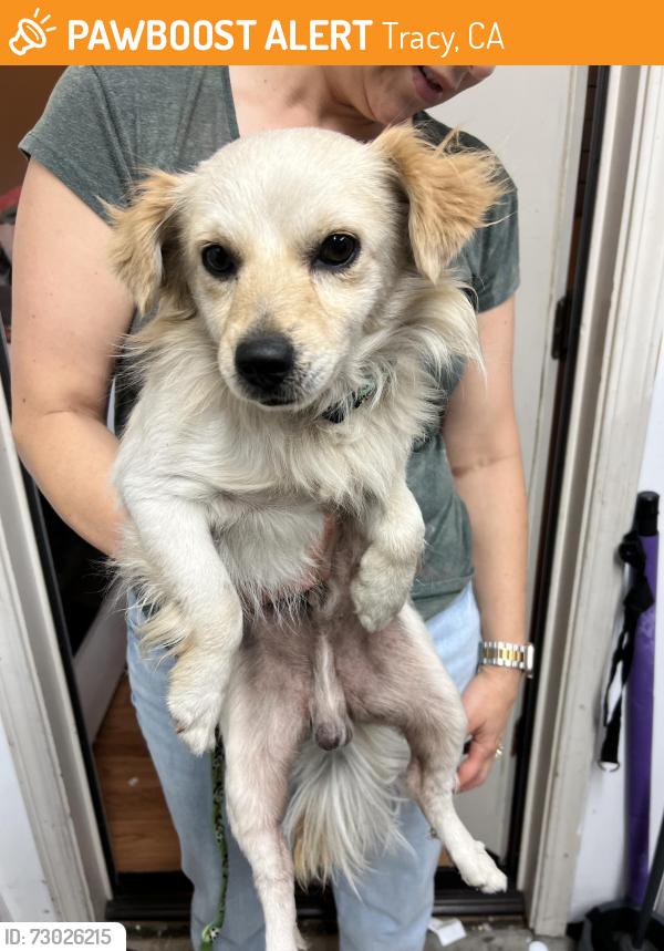 Found/Stray Male Dog last seen schulte and corral hollow, Tracy, CA 95376