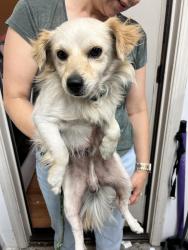 Found/Stray Male Dog last seen schulte and corral hollow, Tracy, CA 95376