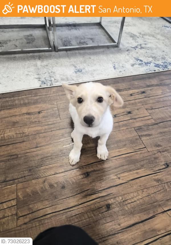 Found/Stray Male Dog last seen Across the via station at walnut hill apmts, San Antonio, TX 78229