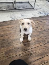 Found/Stray Male Dog last seen Across the via station at walnut hill apmts, San Antonio, TX 78229