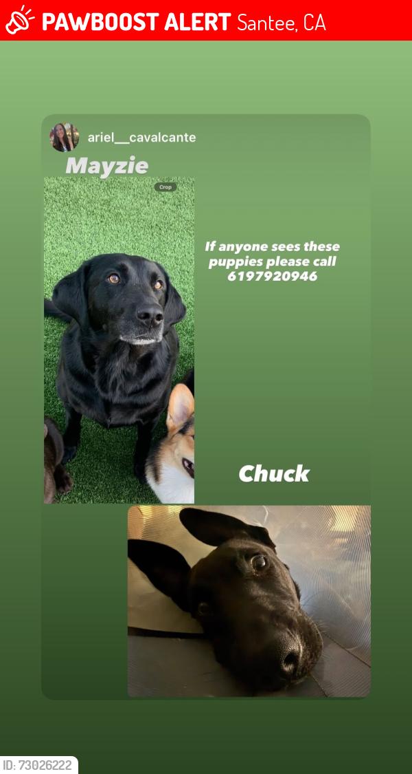 Lost Female Dog last seen El nopal and Los ranchitos, Santee, CA 92071
