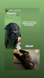 Lost Female Dog last seen El nopal and Los ranchitos, Santee, CA 92071
