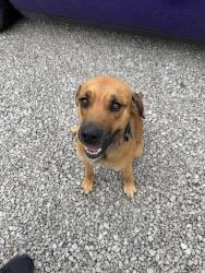 Found/Stray Male Dog last seen Hughes Creek, Hugheston, WV 25103