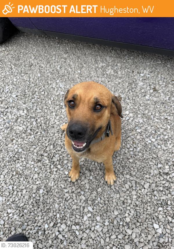Found/Stray Male Dog last seen Hughes Creek, Hugheston, WV 25103