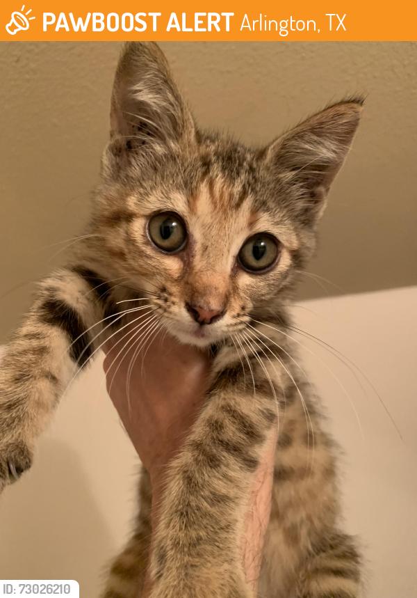 Found/Stray Female Cat last seen Waterside Dr, Arlington, Arlington, TX 76012