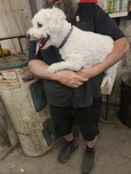 Found/Stray Male Dog last seen Old mill auto, Lancaster, PA 17602
