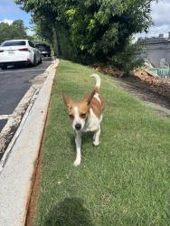 Found/Stray Female Dog last seen Marietta Diner , Marietta, GA 30060