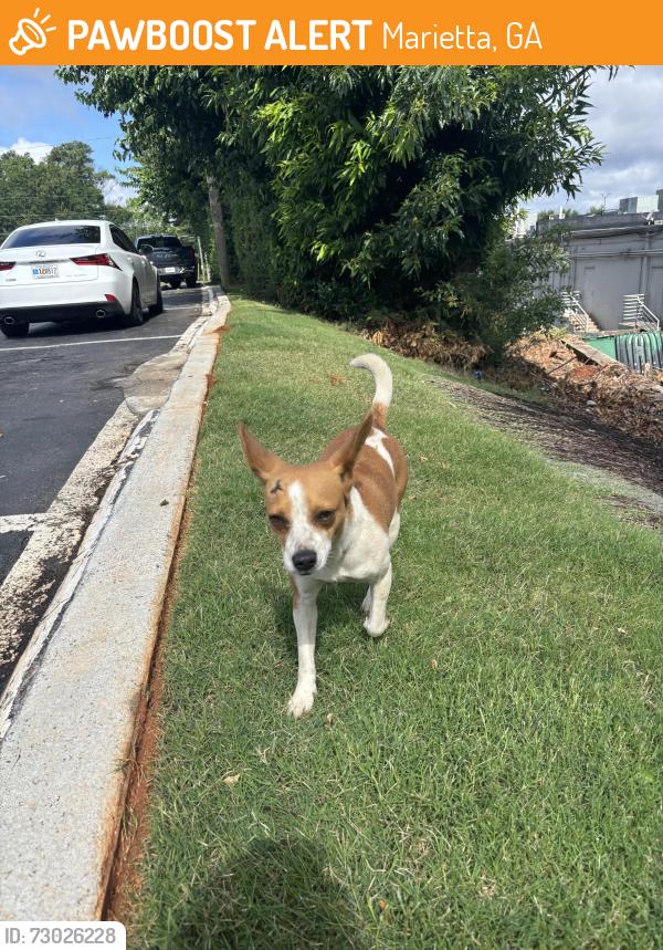 Found/Stray Female Dog last seen Marietta Diner , Marietta, GA 30060