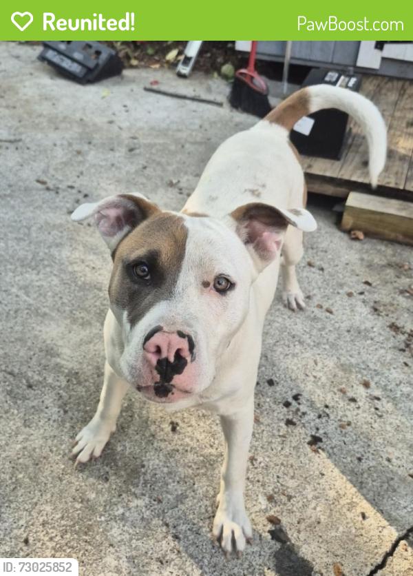 Reunited Male Dog last seen Perth drive, Silver Lake road , Wilmington, NC 28412