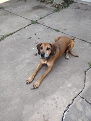 Found/Stray Male Dog last seen Lincoln and Woodlawn, Wichita, KS 67202