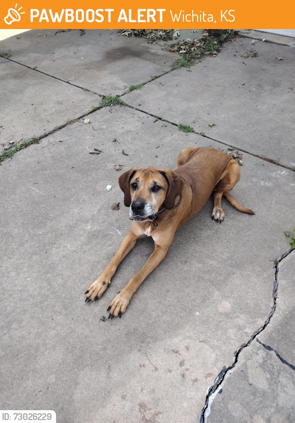 Found/Stray Male Dog last seen Lincoln and Woodlawn, Wichita, KS 67202