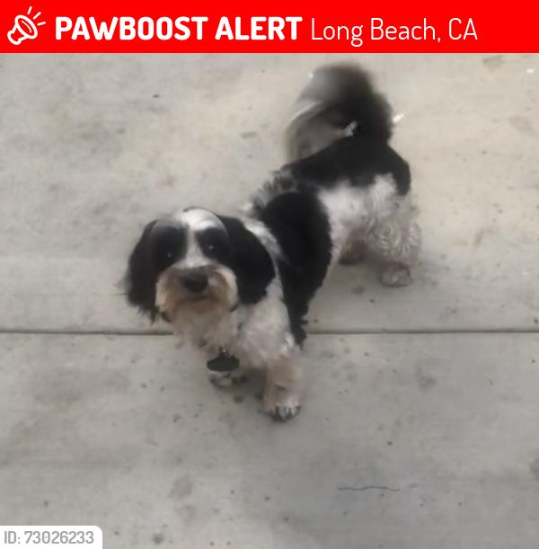 Lost Male Dog last seen 52nd St & Long Beach Blvd, Long Beach, CA 90805