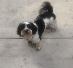 Lost Male Dog last seen 52nd St & Long Beach Blvd, Long Beach, CA 90805
