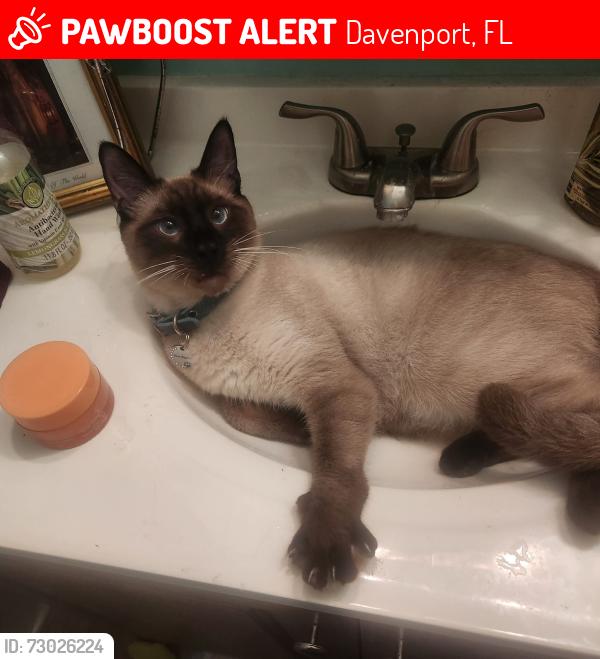 Lost Male Cat last seen Hwy 27 1 mile south of Hwy 192, Davenport, FL 33897