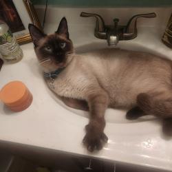 Lost Male Cat last seen Hwy 27 1 mile south of Hwy 192, Davenport, FL 33897