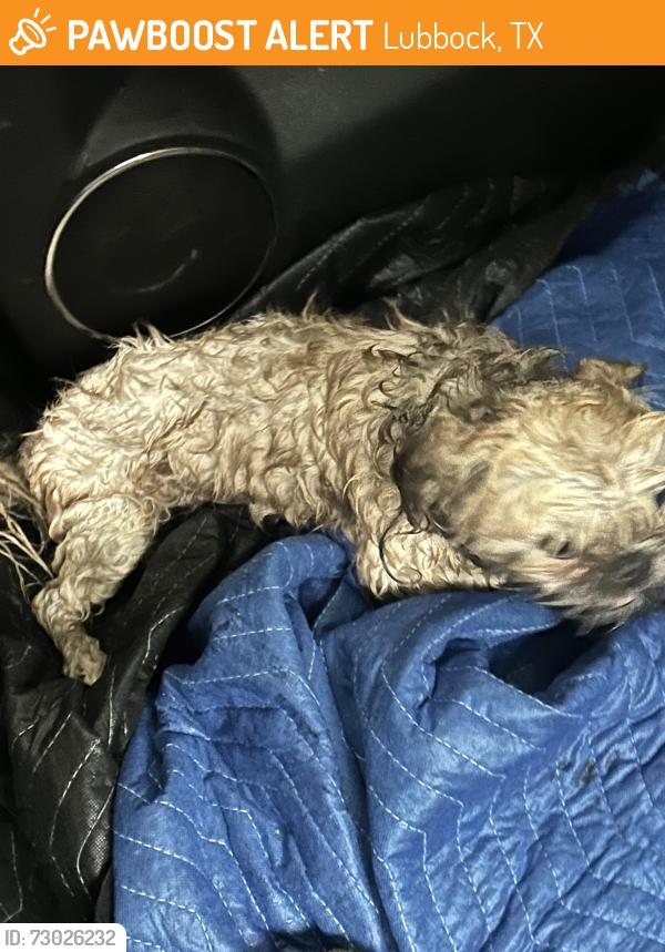 Found/Stray Male Dog last seen East loop access road and Utica, Lubbock, TX 79401