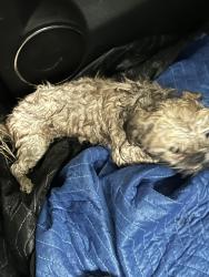 Found/Stray Male Dog last seen East loop access road and Utica, Lubbock, TX 79401