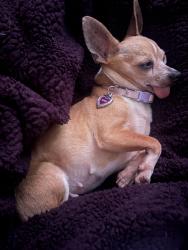 Reunited Female Dog last seen Santa Ana and Vine Street, Anaheim, CA 92805