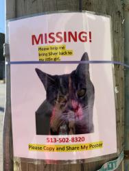 Lost Unknown Cat last seen Mt. Lookout - Columbia-Tusculum area, Cincinnati, OH 45208