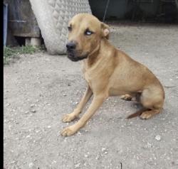 Lost Male Dog last seen Culebra Road , San Antonio, TX 78228