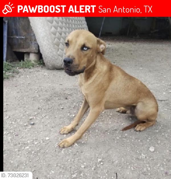 Lost Male Dog last seen Culebra Road , San Antonio, TX 78228