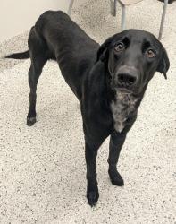 Shelter Stray Male Dog last seen Near nichols dr, Union City, GA, 1251 Fulton Industrial Blvd NW, Atlanta, GA 30336, USA
