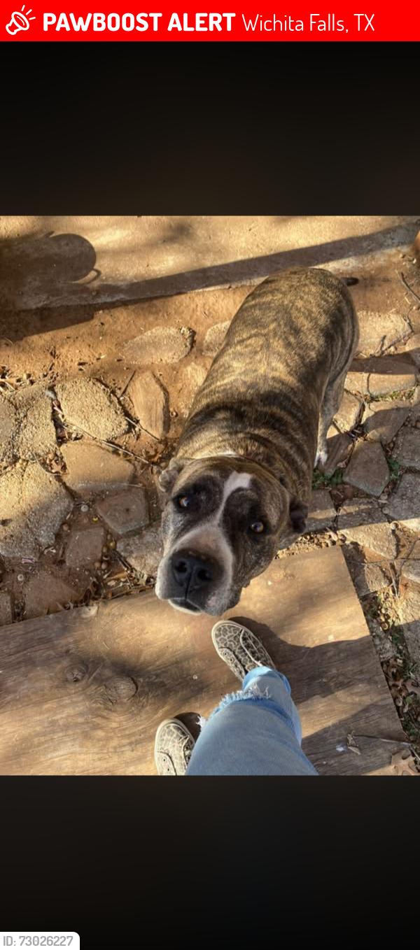 Lost Male Dog last seen Taylor and Ave K, Wichita Falls, TX 76309