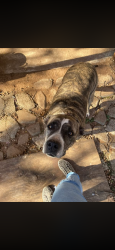 Lost Male Dog last seen Taylor and Ave K, Wichita Falls, TX 76309