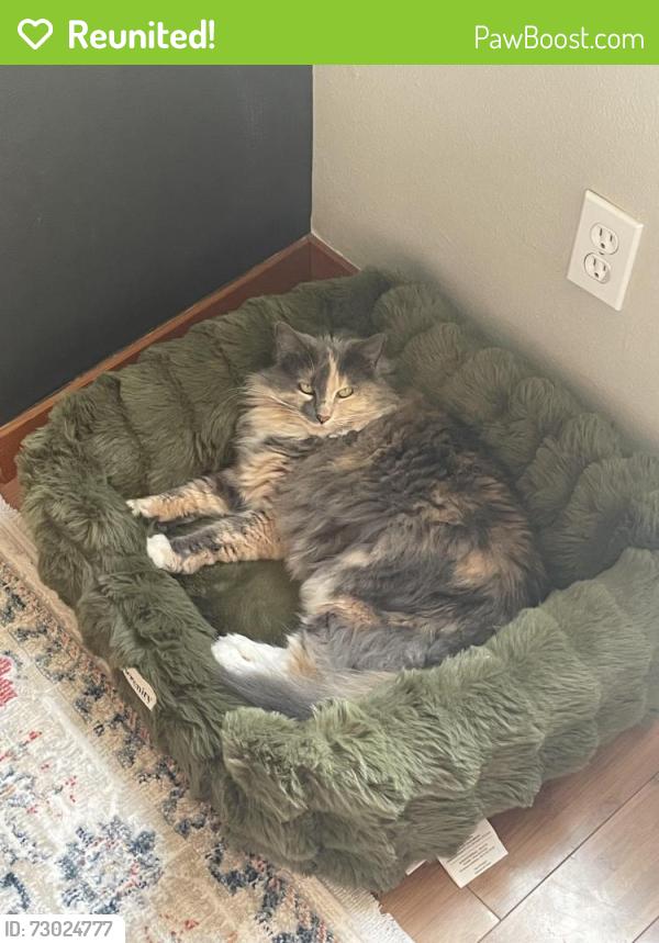 Reunited Female Cat last seen 6th and baker st Tacoma , Tacoma, WA 98402
