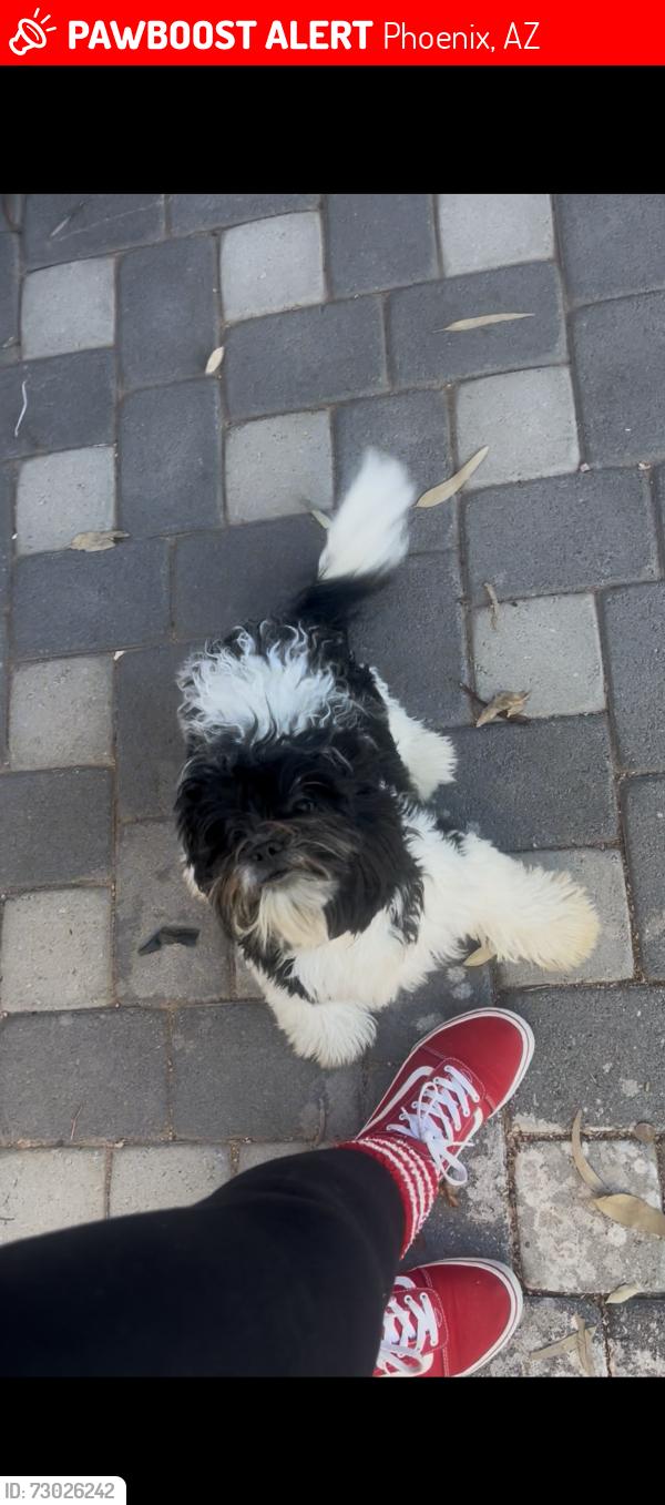 Lost Male Dog last seen 37th place and thunderbird, Phoenix, AZ 85032
