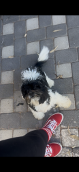 Lost Male Dog last seen 37th place and thunderbird, Phoenix, AZ 85032