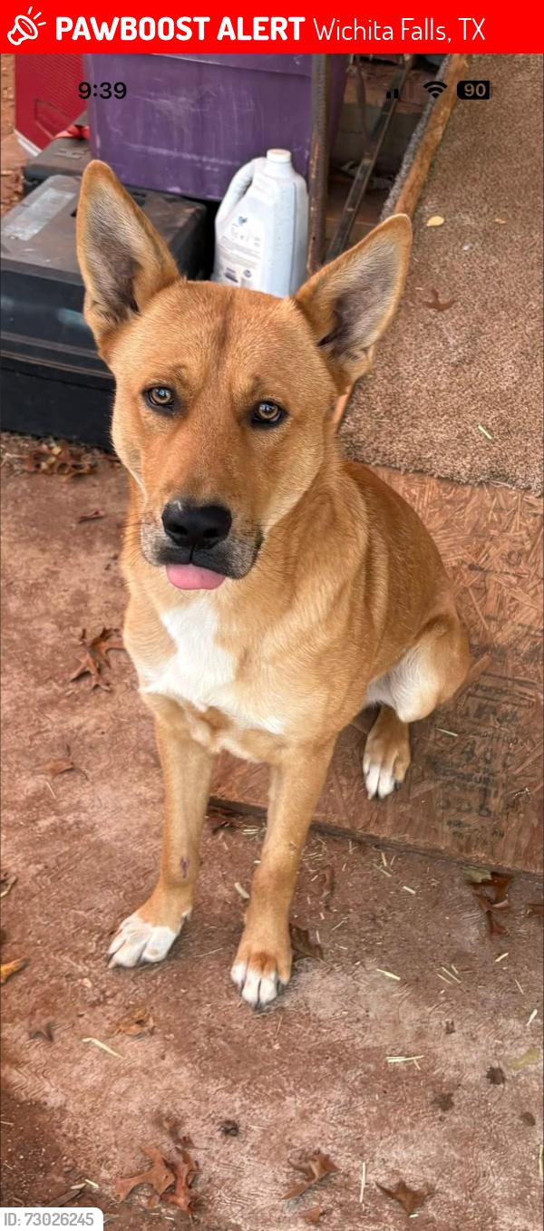 Lost Male Dog last seen Taylor and Ave K , Wichita Falls, TX 76309