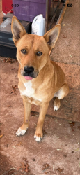 Lost Male Dog last seen Taylor and Ave K , Wichita Falls, TX 76309
