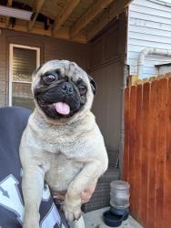 Reunited Male Dog last seen S 15th st Harrisburg , Harrisburg, PA 17104