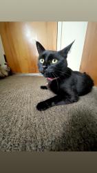 Reunited Female Cat last seen crowleys variety grill, Farmington, NH 03835