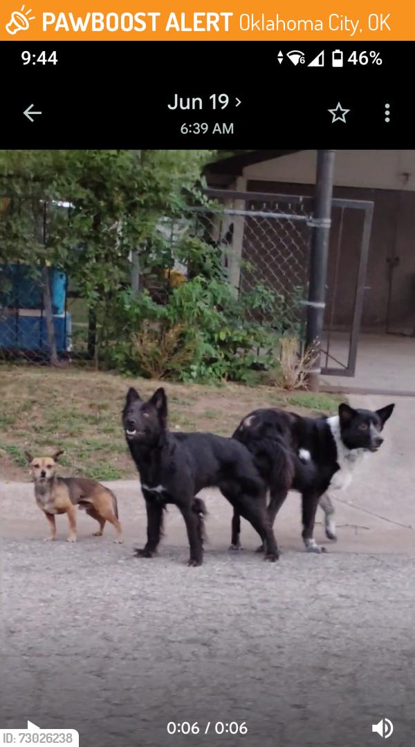 Found/Stray Male Dog last seen NW 28th and N Brookline, OKC, Oklahoma City, OK 73107