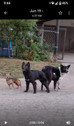 Found/Stray Male Dog last seen NW 28th and N Brookline, OKC, Oklahoma City, OK 73107