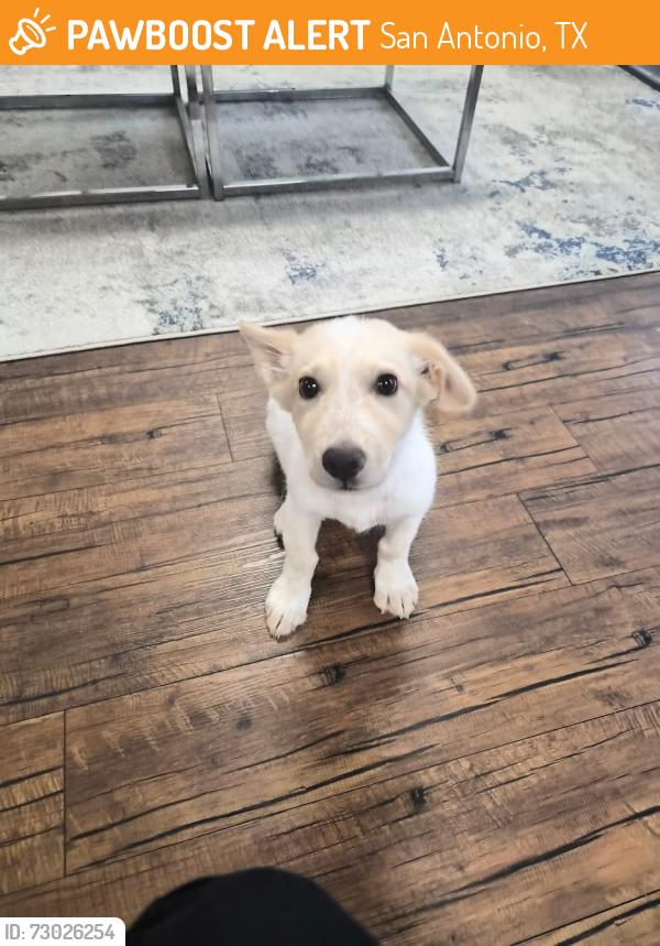 Found/Stray Male Dog last seen Babcock Medical, San Antonio, TX 78229