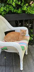 Lost Female Cat last seen Trickum rd. and Rocky Mountain rd. , Marietta, GA 30066