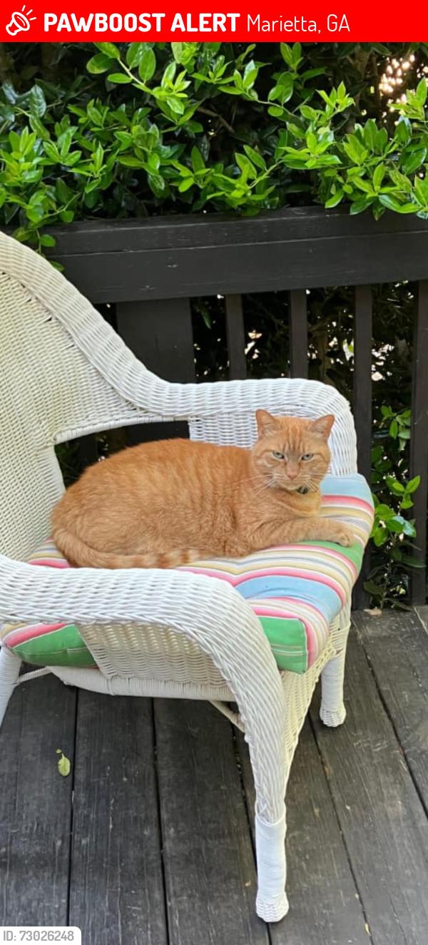 Lost Female Cat last seen Trickum rd. and Rocky Mountain rd. , Marietta, GA 30066