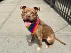 Shelter Stray Male Dog last seen Near Bartow Avenue, BRONX, NY, 10475, 326 E 110th St, New York, NY 10029, USA