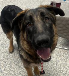Shelter Stray Male Dog last seen Sante Fe/Hamden, Englewood, CO, 80110, 580 McIntyre St, Golden, CO 80401, USA