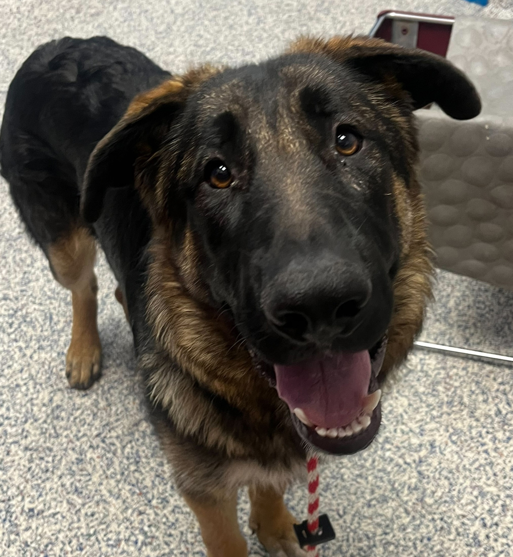 Shelter Stray Male Dog last seen Sante Fe/Hamden, Englewood, CO, 80110, 580 McIntyre St, Golden, CO 80401, USA
