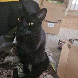 Reunited Male Cat last seen 70th and 44th st, Marysville, WA 98270
